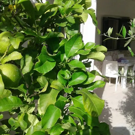 Apartman Nico's Flats Peschici